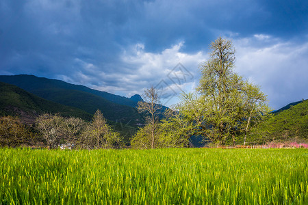 千年银杏树背景