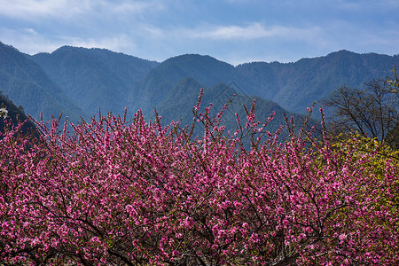 山桃花桃花远山背景