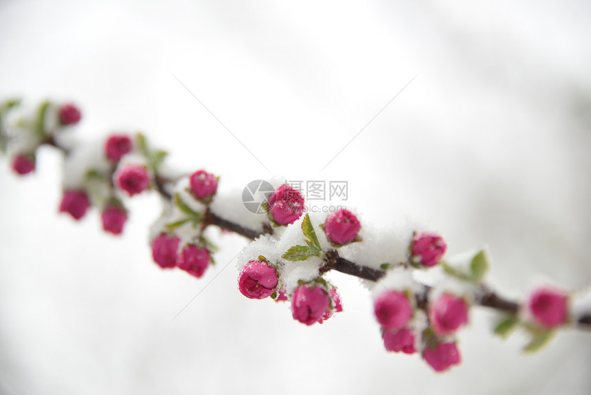 清明桃花雪景图片