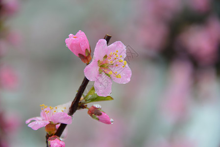 桃花雨清明桃花雪景背景