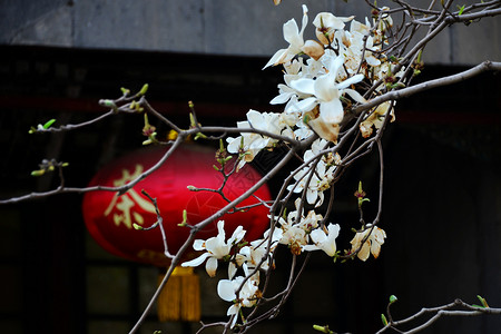 颐和园的春天背景图片