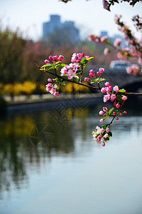 花卉背景图片