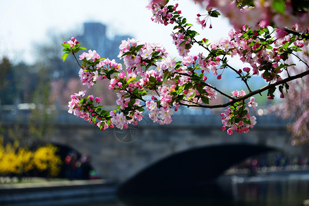 花卉背景图片