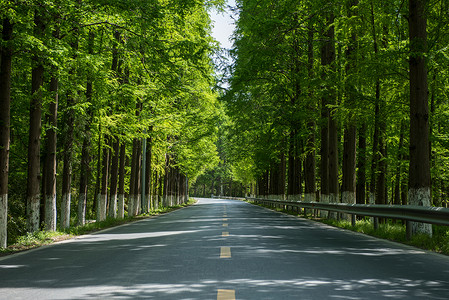 树木弯曲夏天树林间的公路背景