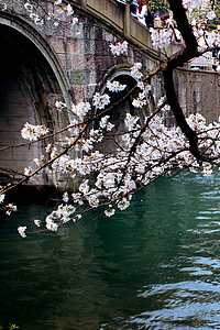 春拍杭州太子湾公园图片