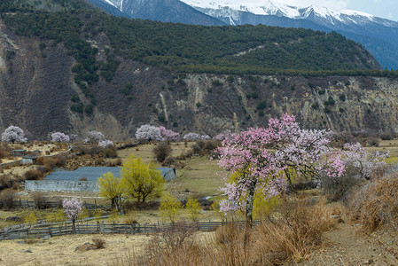 粉色桃花树林西藏林芝桃花背景