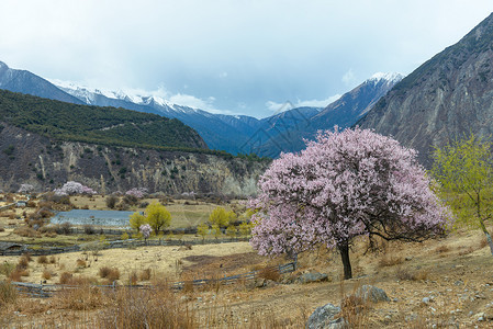 粉色桃花树林西藏林芝桃花背景