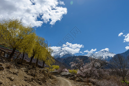 西藏林芝桃花图片