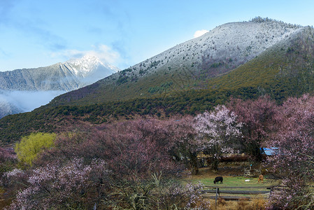 林芝桃花图片