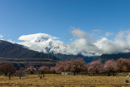 林芝桃花图片