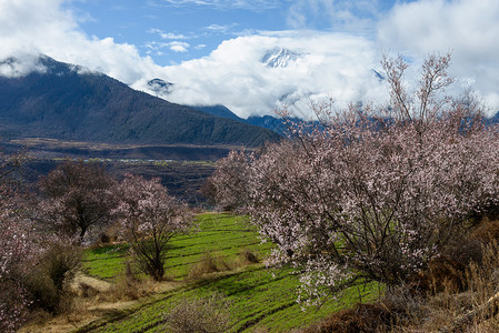 粉色桃花树林林芝桃花背景