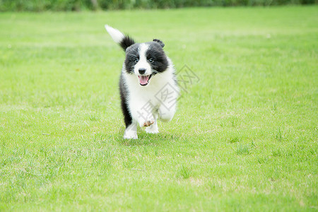 宠物狗边境牧羊犬迪高清图片