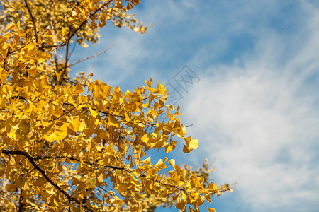 树叶天空背景图片