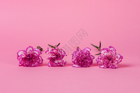 花卉康乃馨图片