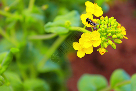 蜜蜂油菜花蚂蚁爬上了鲜花高清图片