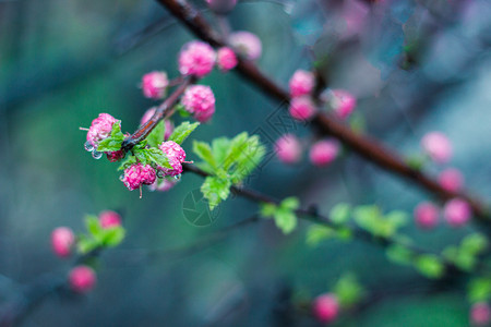 红花朵雨润梅梢背景