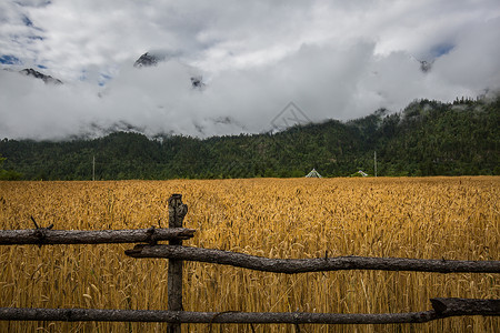 高原青稞西藏高原上的青稞麦田背景