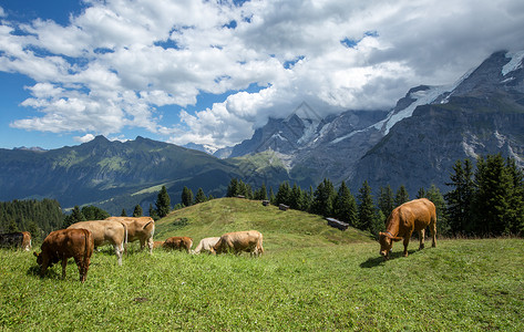 瑞士山区放牧高清图片