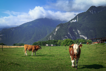 瑞士牧场瑞士高山天然牧场背景