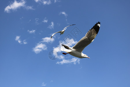 白云海鸥海鸥背景
