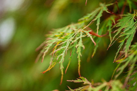 绿色的鸡爪槭羽毛槭枫叶红花背景