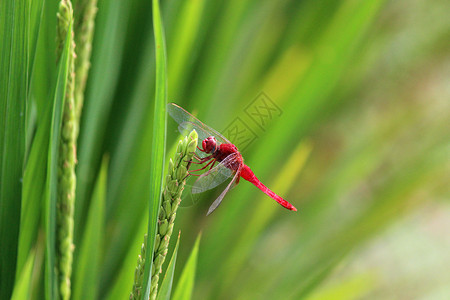 看蜻蜓水稻和蜻蜓背景