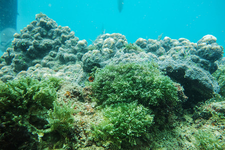 海珊瑚水下世界背景
