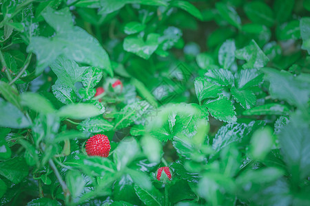 草莓草莓荒野高清图片