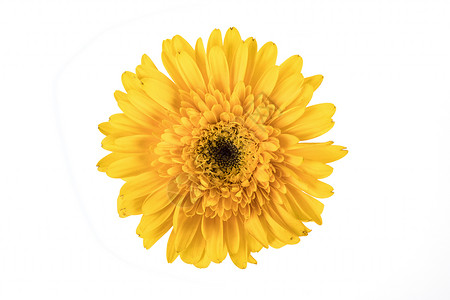 黄色菊花花朵灿烂高清图片