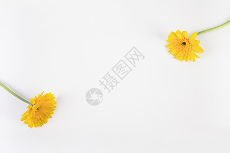 花朵灿烂黄色菊花背景背景