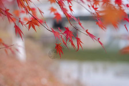 漂亮红色树叶秋枫背景