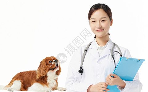 宠物医疗海报创意宠物背景设计图片