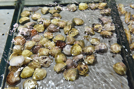 超市里的海鲜水产蛤蜊高清图片