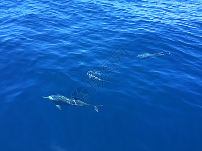 海豚观海豚观鲸体检高清图片