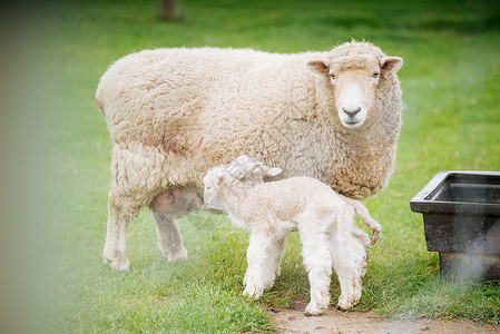 新西兰绵羊可爱的绵羊高清图片