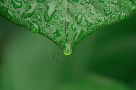 植被绿叶雨滴暴雨后高清图片