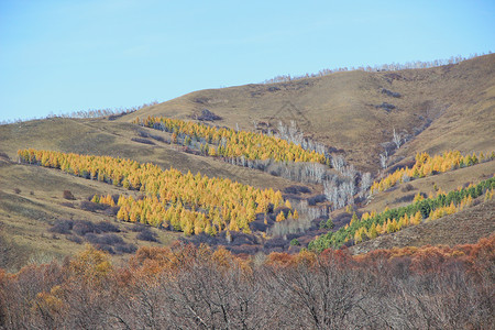 黑龙江大兴安岭地区秋景背景图片