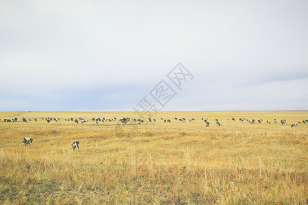 内蒙古呼伦贝尔草原上的奶牛高清图片