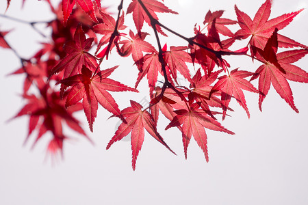红枫日本自然风光高清图片