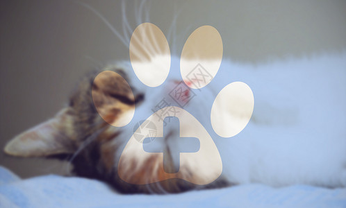 猫床宠物医生设计图片