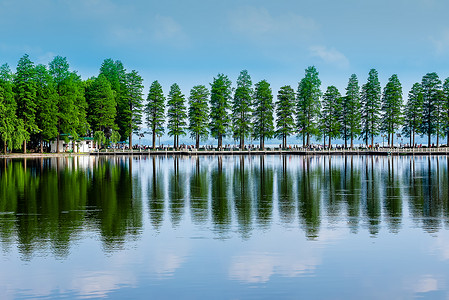 植树节浇树武汉东湖风景区绿荫道背景