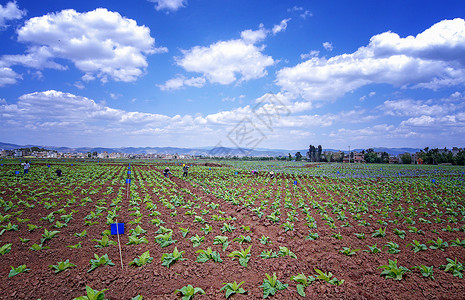 生鲜基地烟叶种植基地背景