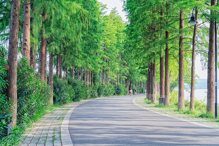 树木道路武汉东湖骑行绿道背景