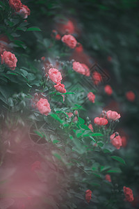 蔷薇花开香满园背景图片