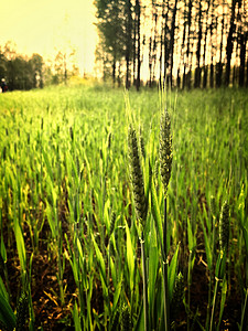 春天麦子夕阳照射下的绿色麦田背景