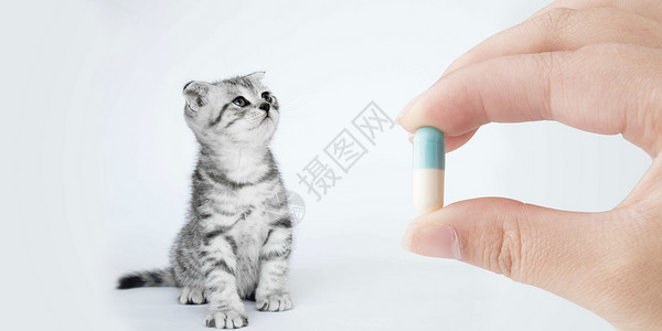 小猫看病宠物医生设计图片