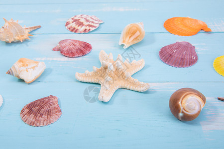 夏日贝壳背景图片