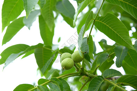 橙绿背景素材初夏树上生长的核桃背景