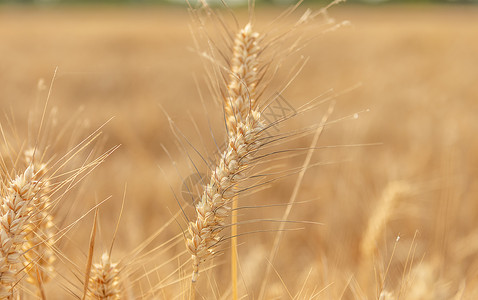 芒种麦穗稍麦背景素材高清图片
