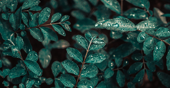 调节情绪雨里的植物背景